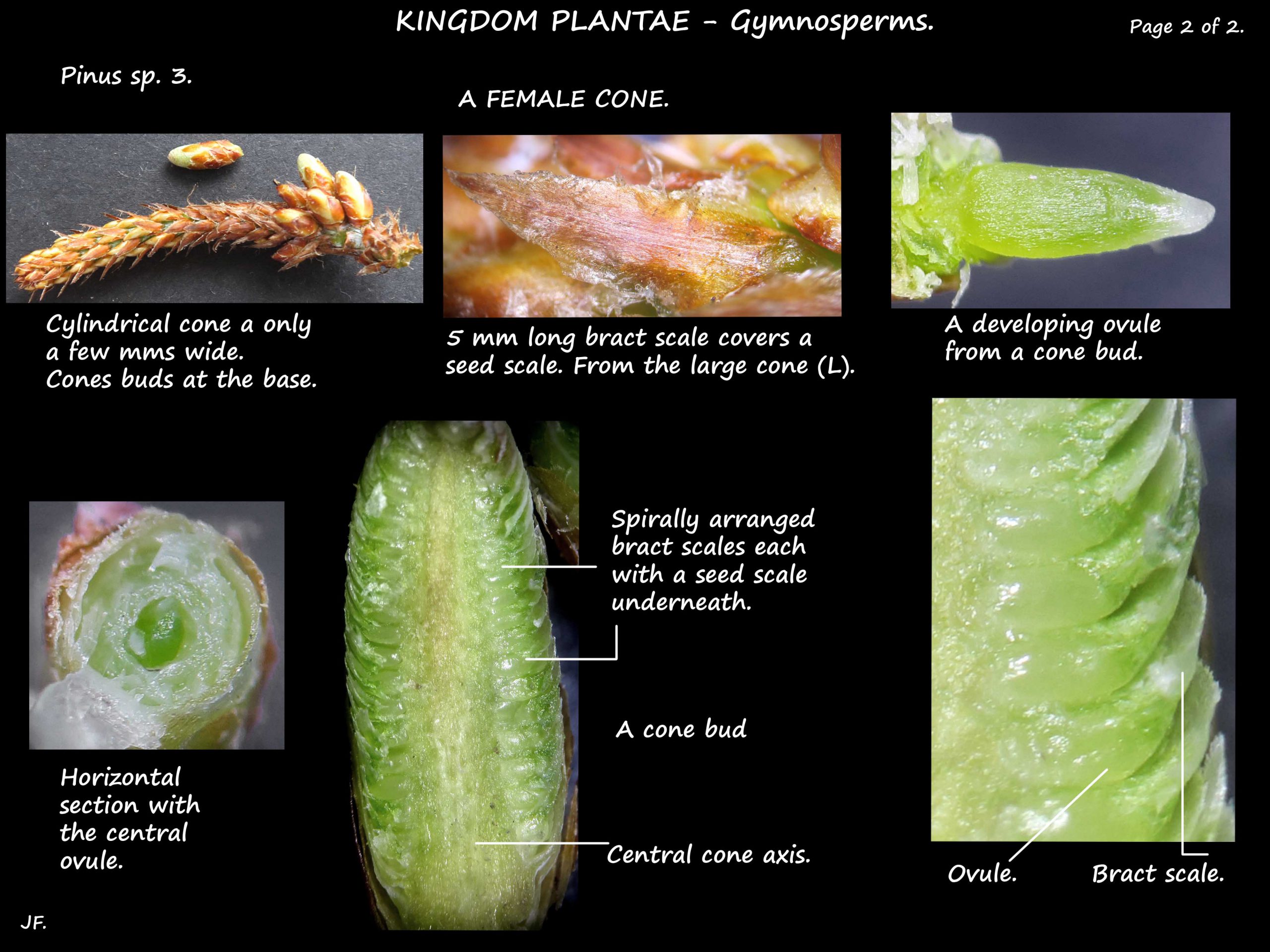 2 Pinus bract scales & ovules